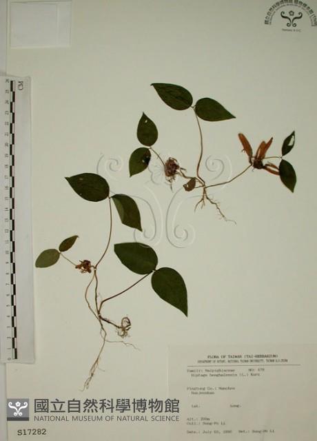 猿尾藤藏品圖，第1張