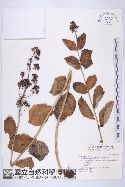 雲南紅景天藏品圖，第1張