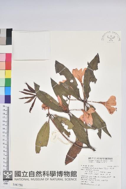 西施花、青紫木藏品圖，第1張