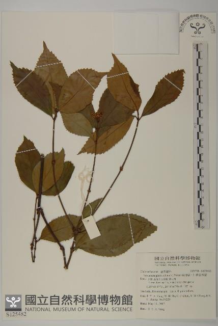 草珊瑚、紅果金粟蘭藏品圖，第1張