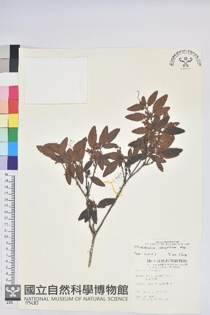 紅毛杜鵑藏品圖，第1張