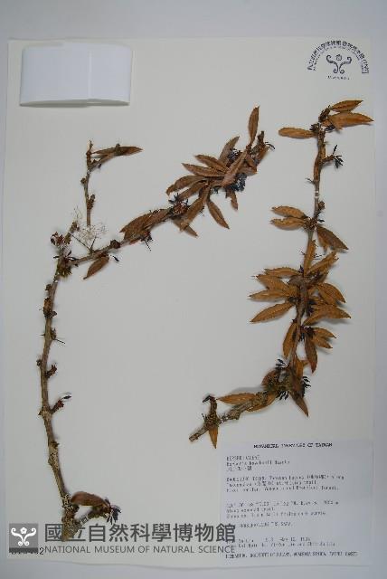 臺灣小蘗藏品圖，第1張