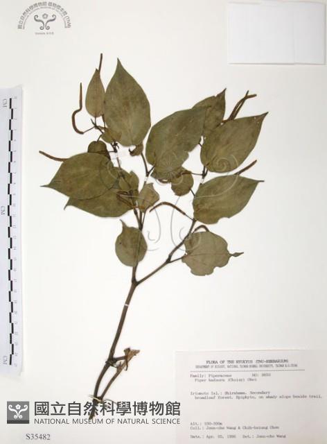 風藤藏品圖，第1張