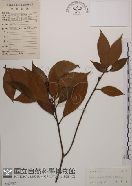 木荷藏品圖，第1張