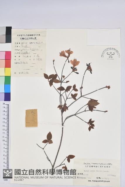 唐杜鵑、大屯杜鵑、中原氏杜鵑藏品圖，第1張