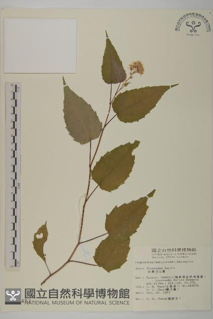 臺灣山白蘭藏品圖，第1張