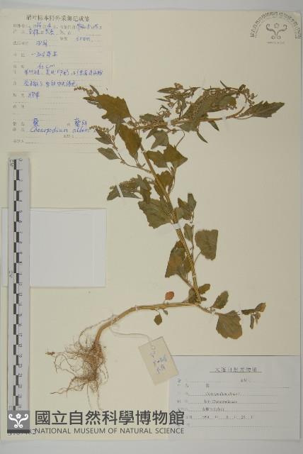 藜、灰藜藏品圖，第1張