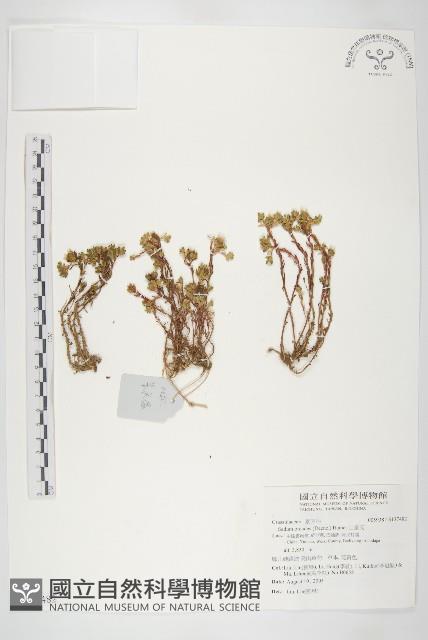 山景天藏品圖，第1張