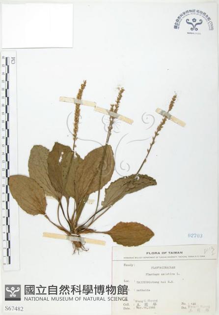 車前草藏品圖，第1張