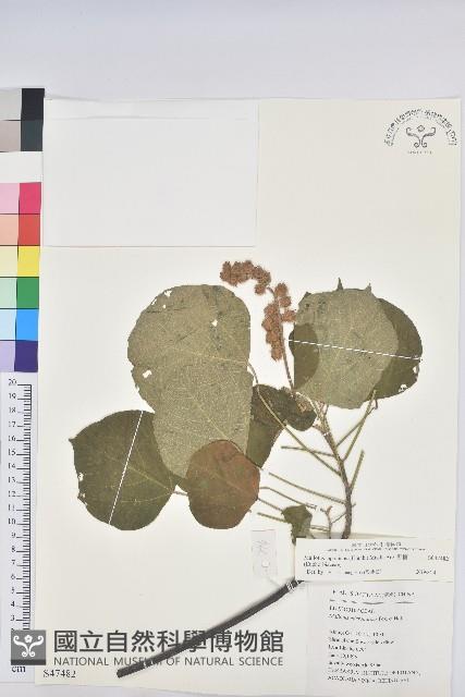 野桐藏品圖，第1張