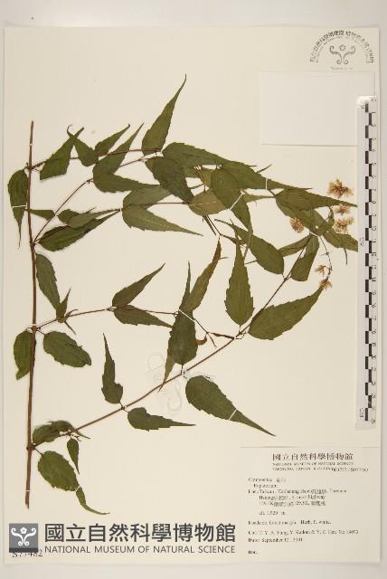 登錄號:S077482藏品圖，第1張