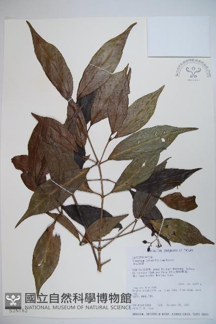 玉山糯米樹、狹葉糯米樹藏品圖，第1張