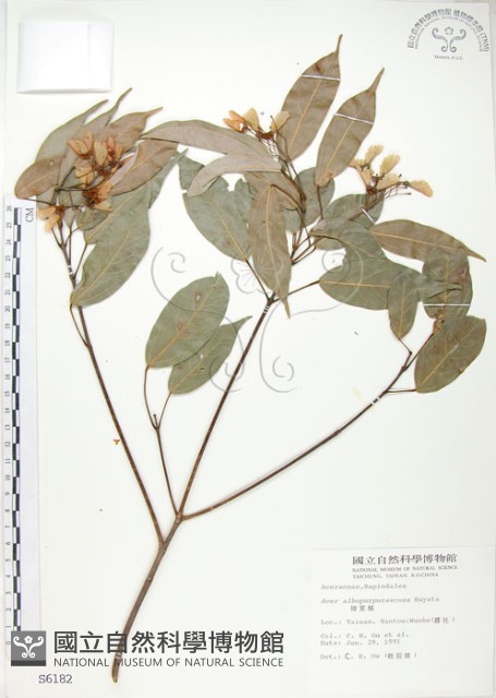 樟葉槭, 飛蛾子樹藏品圖，第1張