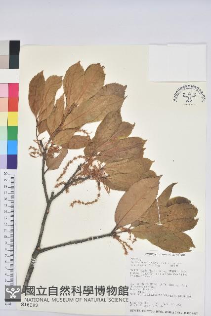 毽子椆藏品圖，第1張