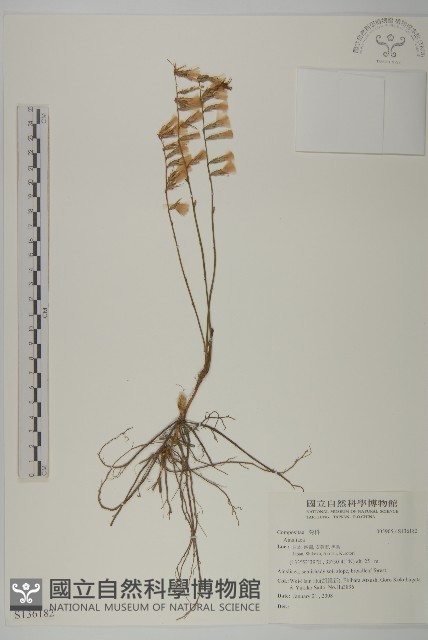 登錄號:S136182藏品圖，第1張