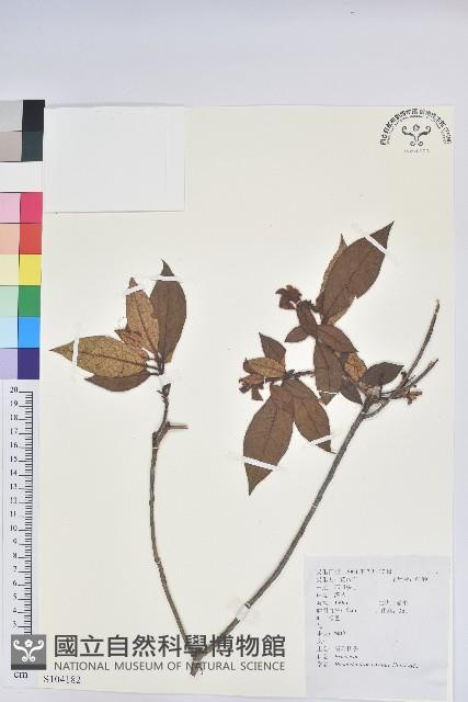 溪畔杜鵑花藏品圖，第1張