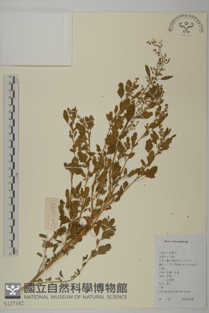 小藜藏品圖，第1張