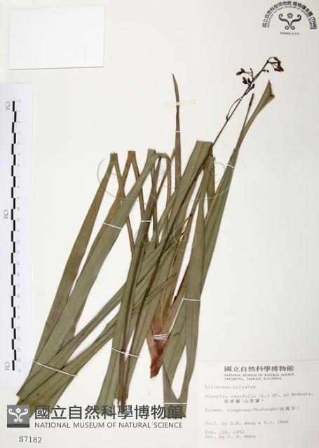 桔梗蘭藏品圖，第1張