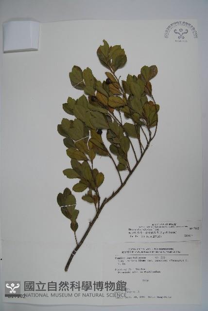 Hengchun Holly Collection Image, Figure 1, Total 2 Figures