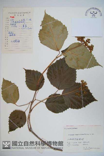 衡山莢迷藏品圖，第1張