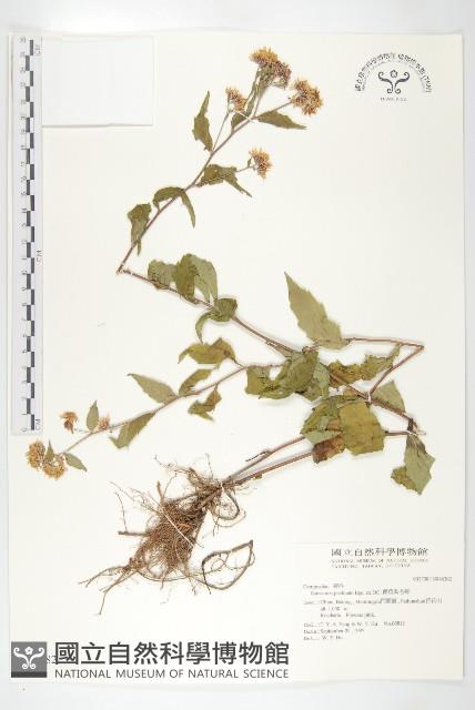 蓖苞風毛菊藏品圖，第1張