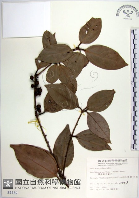 蘭嶼新木薑子藏品圖，第1張