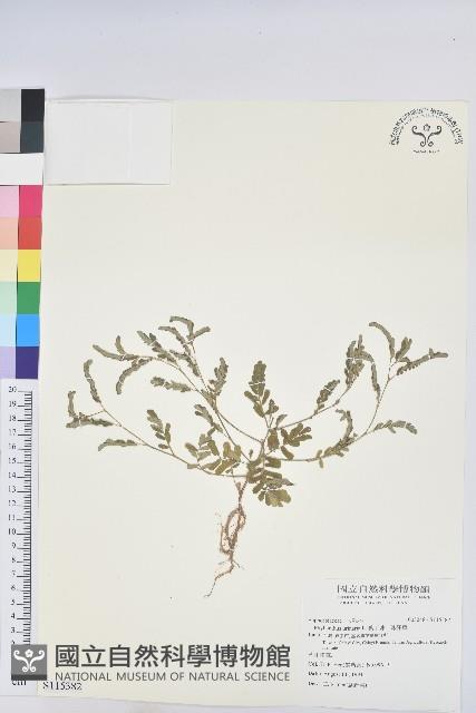 葉下珠、珠仔草藏品圖，第1張