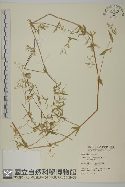 疏花繁縷藏品圖，第1張