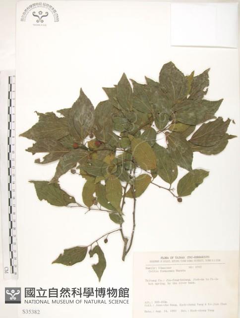 Taiwan Hackberry Collection Image