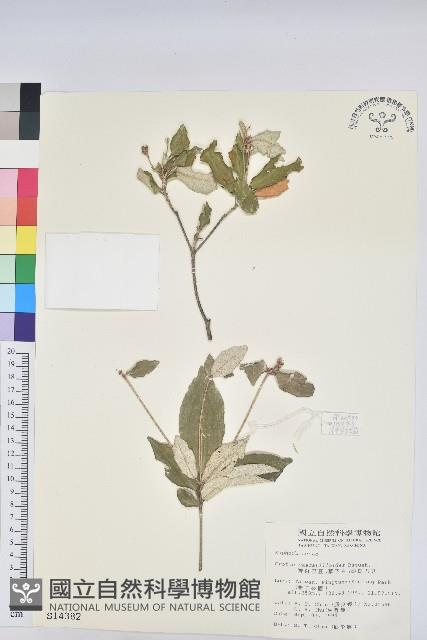 裡白巴豆藏品圖，第1張