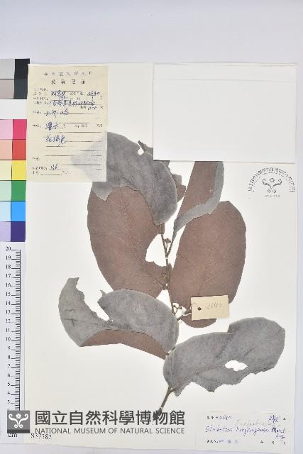 香港算盤子藏品圖，第1張