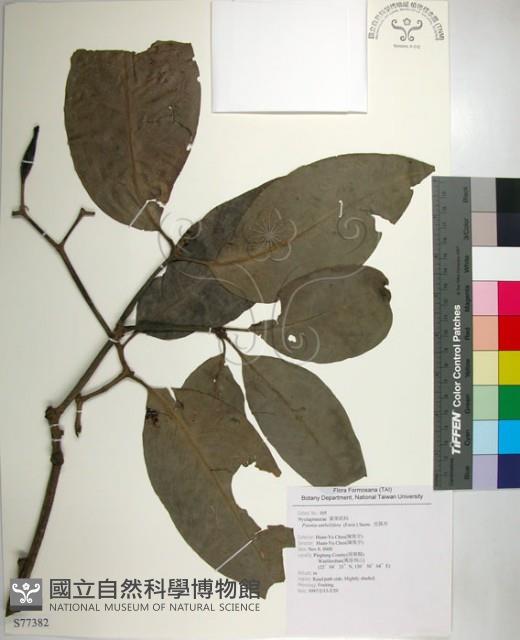 皮孫木藏品圖，第1張