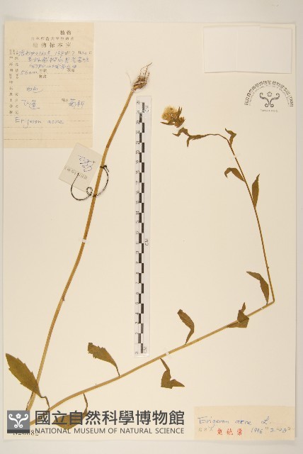 飛蓬藏品圖，第1張