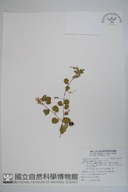 普刺特草藏品圖，第1張