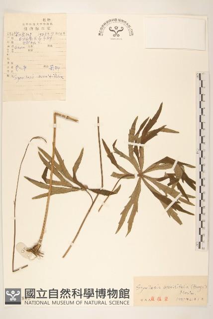 兔兒傘藏品圖，第1張