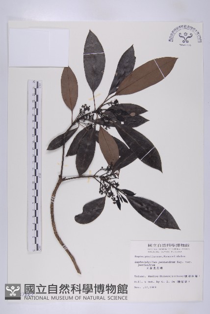 五蕊虎皮楠藏品圖，第1張