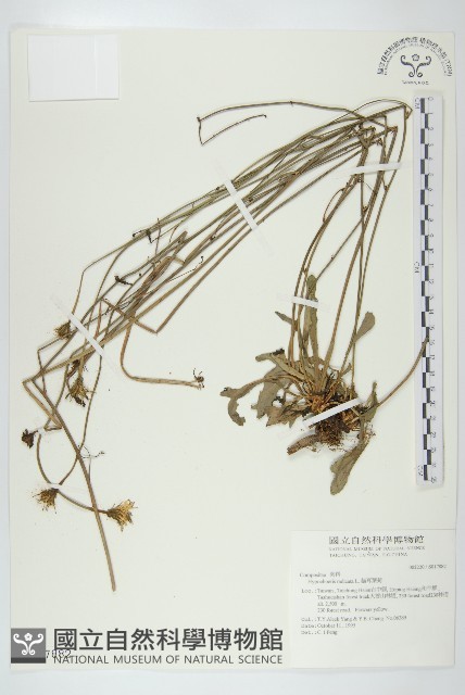 貓兒菊藏品圖，第1張