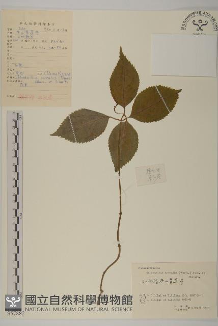 及己藏品圖，第1張