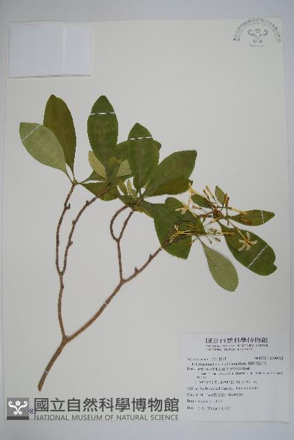 蘭嶼馬蹄花藏品圖，第1張