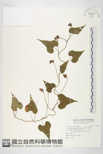 菜欒藤藏品圖，第1張