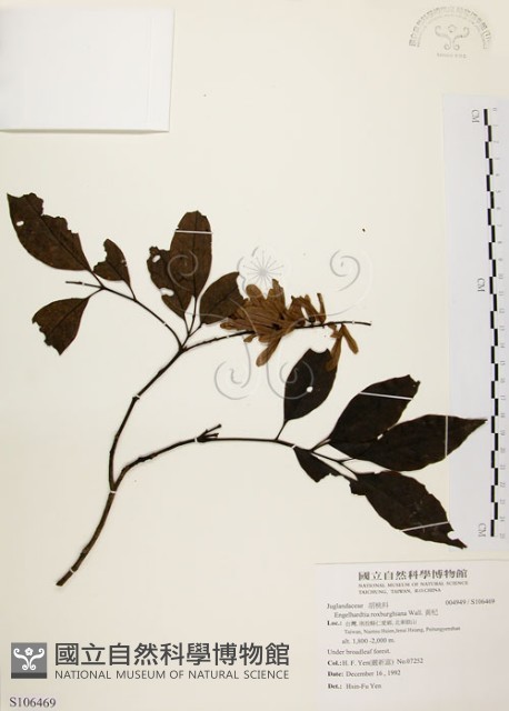 黃杞藏品圖，第1張