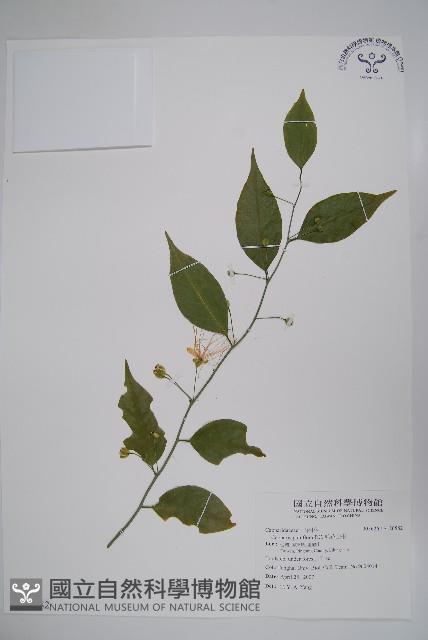 毛花山柑藏品圖，第1張