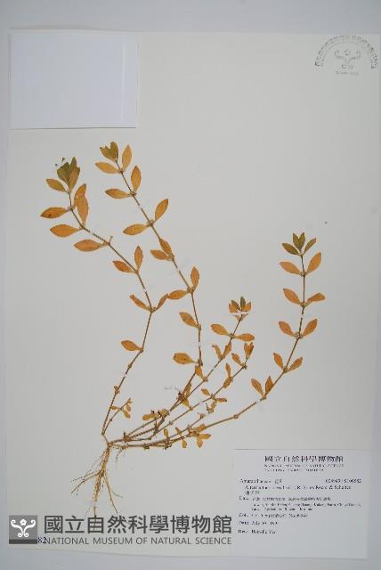 蓮子草藏品圖，第1張