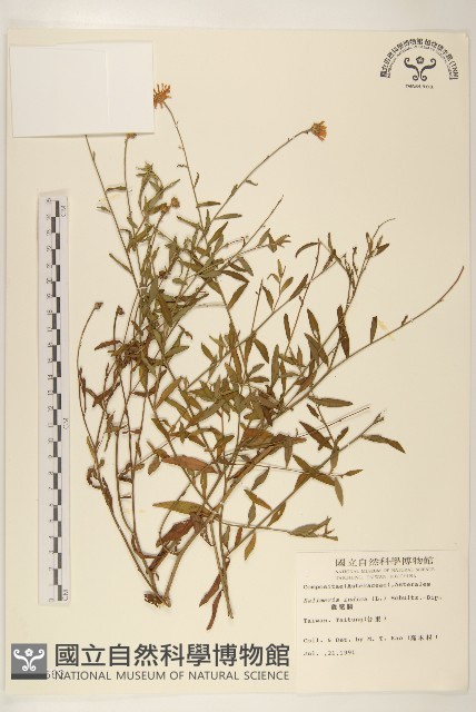 雞兒腸藏品圖，第1張