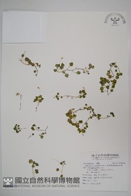 山桔梗藏品圖，第1張