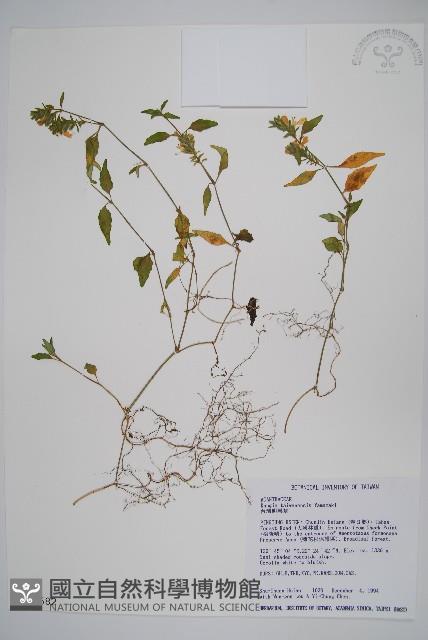 臺灣明萼草藏品圖，第1張