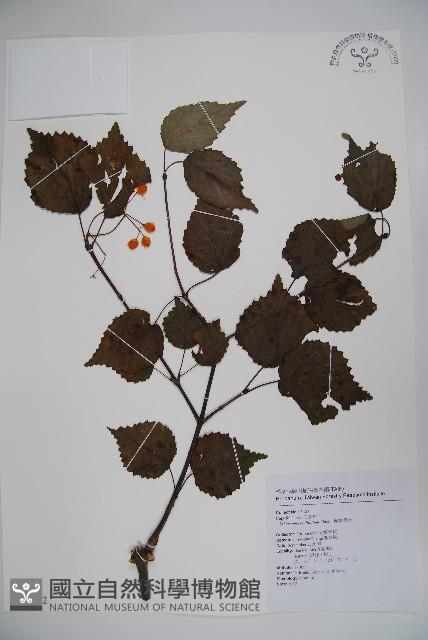 樺葉莢迷、玉山莢迷藏品圖，第1張