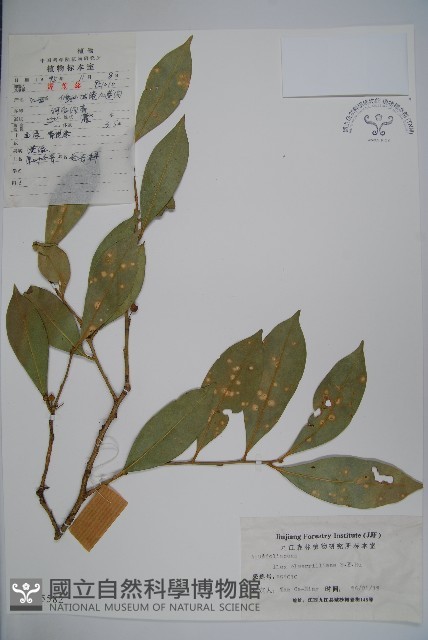 厚葉冬青藏品圖，第1張
