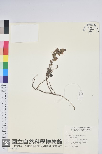 高山白珠樹藏品圖，第1張