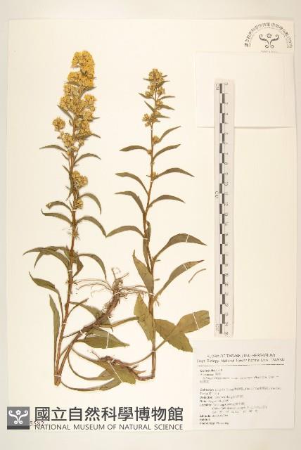 一枝黃花藏品圖，第1張